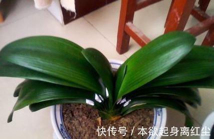 养花|养花必备的“3种水”,家家都有,浇到花盆里,啥花都越养越旺盛