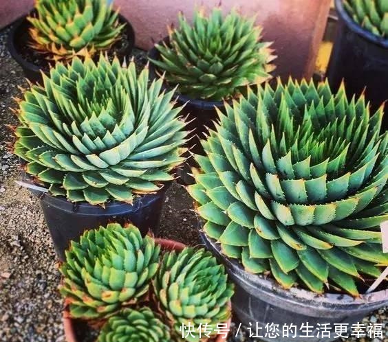 芦荟养了50年，一盆能卖一万多，越老越值钱，你见过吗！