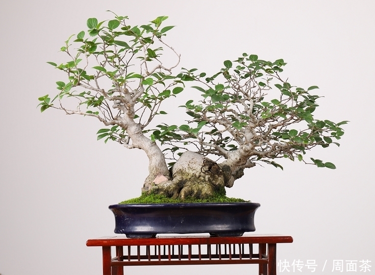 罗汉松|中国盆景欣赏,园艺大师经过几十年的精心打理,感受盆景独特的美