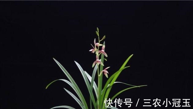 建兰|建兰怎么养得好? 建兰的养殖方法和注意事项