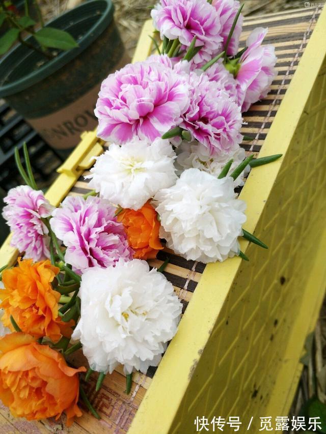 家有小院,养几种“不死花”,年年不用管,花开绚烂,延绵不断