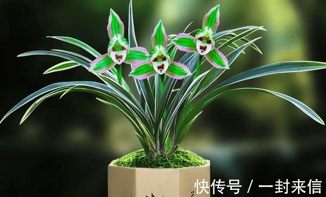 此兰很多人没见过,一花双色,兰香浓郁,叶带金边,是兰中极品