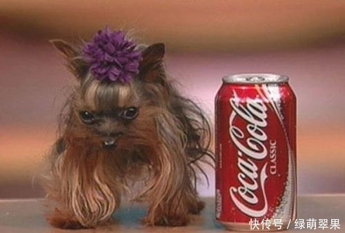 体重只|大千世界,十个最小记录,真是不能再小了