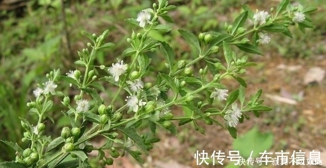 野生|大约有90%的中药药方之中,都会含有这一种草,您认识吗?