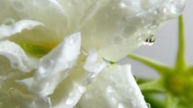 养护茉莉花爆满盆有诀窍,养花高手都这样做,轻松开花长达一年