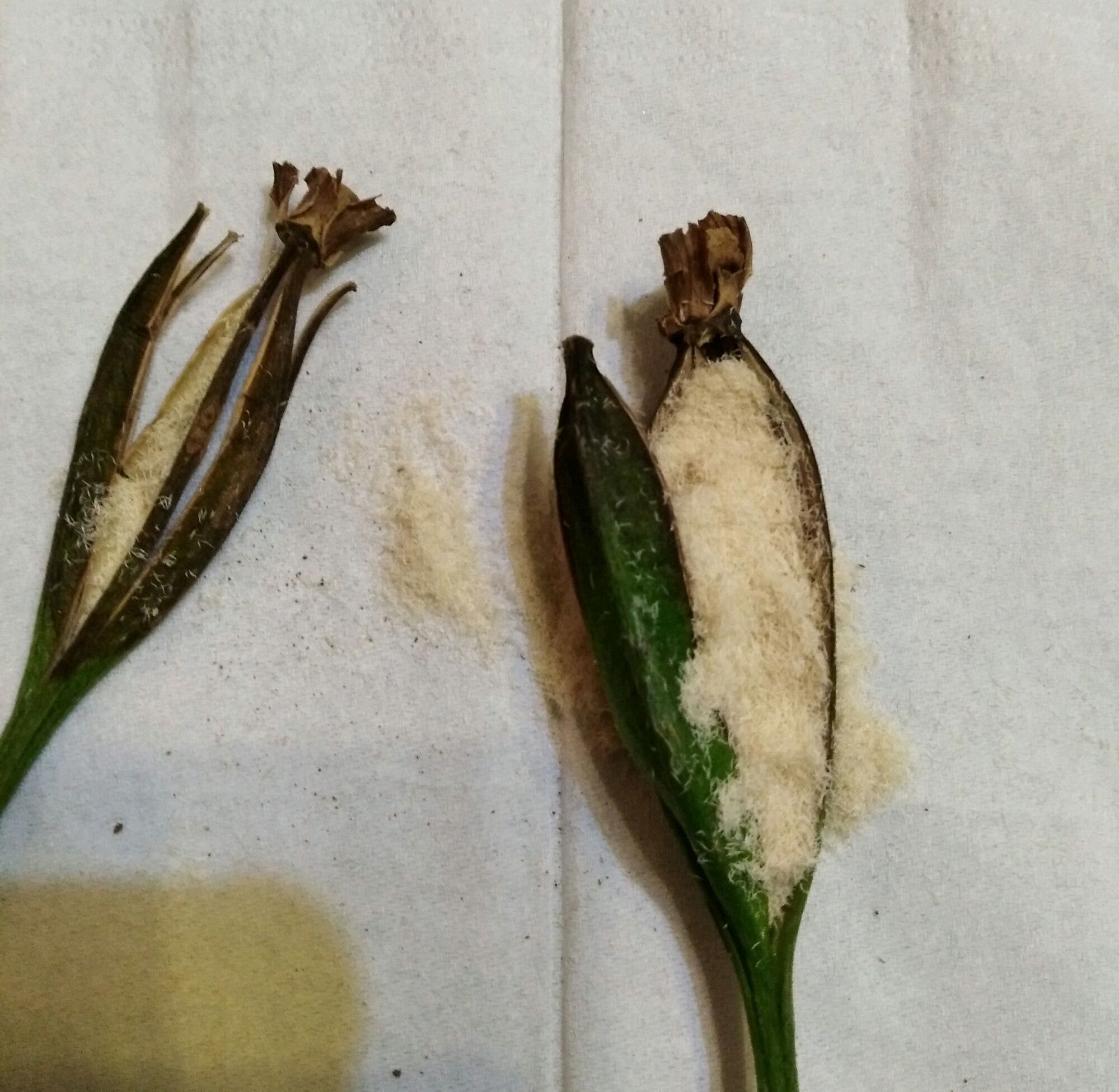 兰花龙蛋怎么形成的兰花龙蛋是龙根苗吗龙根苗和艺兰的关系