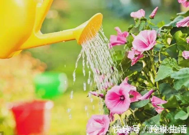 肥厚|养这10种花，再喜欢也别多浇水，少浇水，不管它，反而花更多