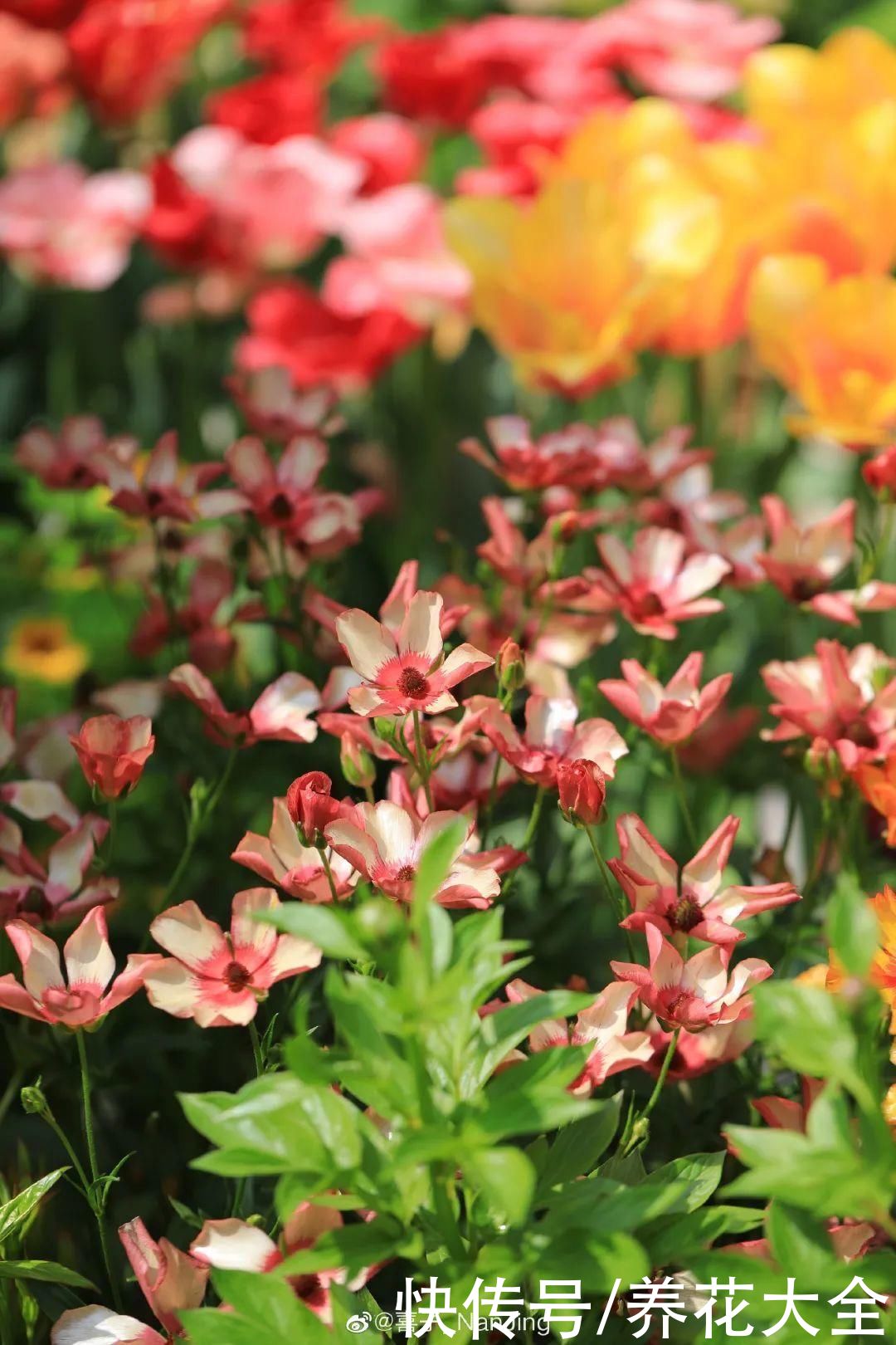 颜值超高|1种花名叫“花毛茛”，开花像是小蝴蝶，颜值超高