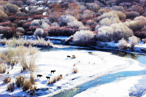 云南|【图说新疆】新疆青河：琼英四野点芳华