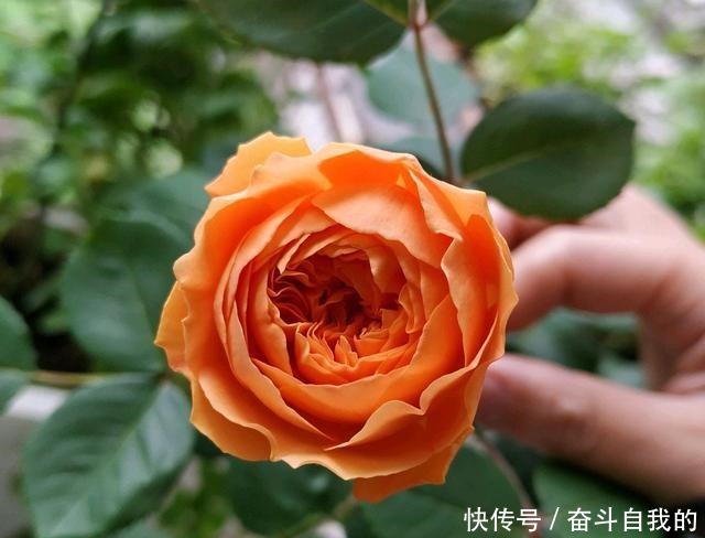 月季花|月季花在冬季就要狠剪成棒棒糖,开春直接爆粗笋!