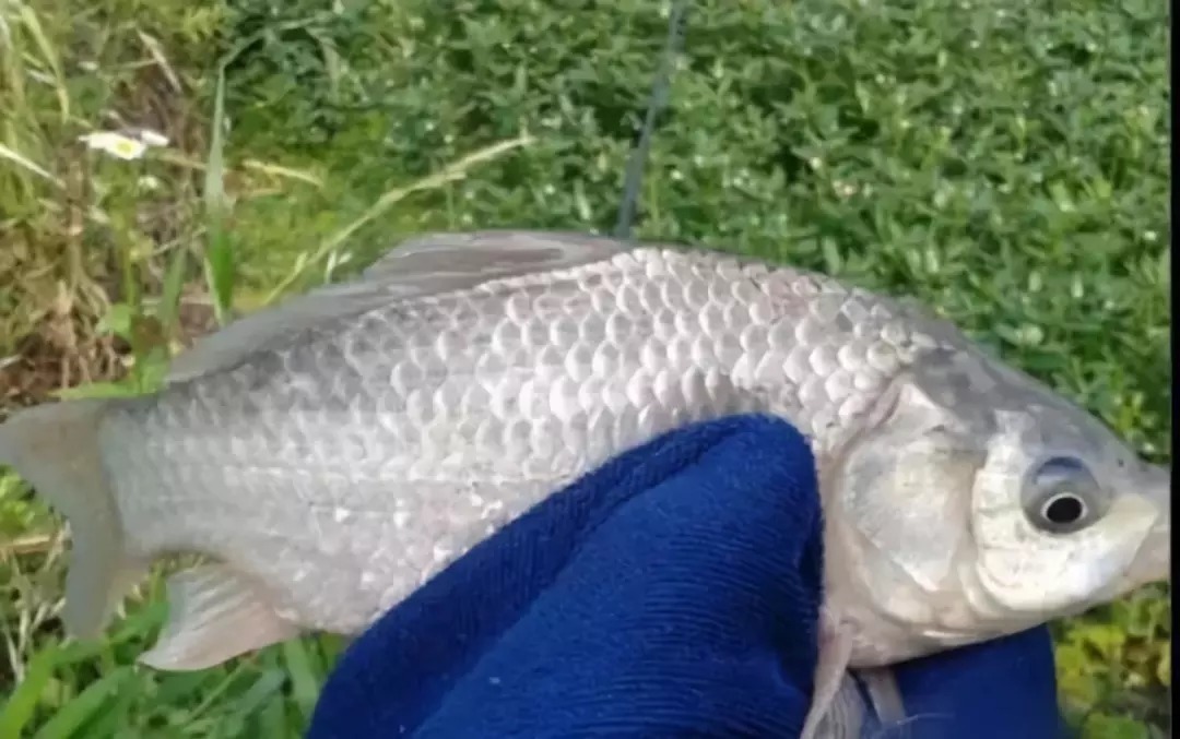 蓝鲫加点这个,鲫鱼鲤鱼连杆不断,一下午钓几十斤!