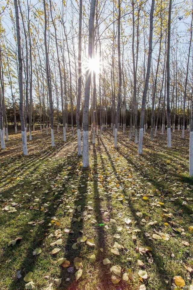 秋凉#写在秋天里的16首诗词霜摧老树雪加霜,瑟瑟秋风地落黄