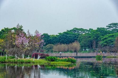 周未|摩天轮下的春花盛宴，春到白云湖