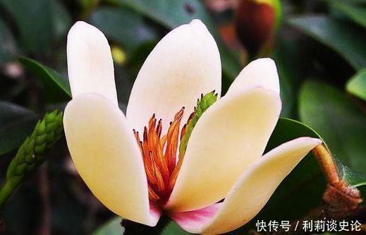 家养几款植物,娇小不占地,浇点水就呼呼长,开花满盆