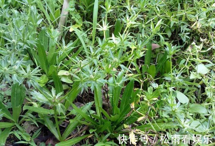 三叶芹|农村最香的6种野菜,营养高口感好,却常被当杂草除掉,可惜了!