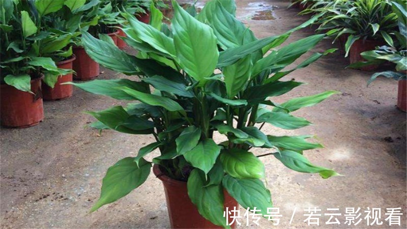 红掌|家里光照差，就选5种“耐阴花”，不用见太阳，花叶俱美，好运道