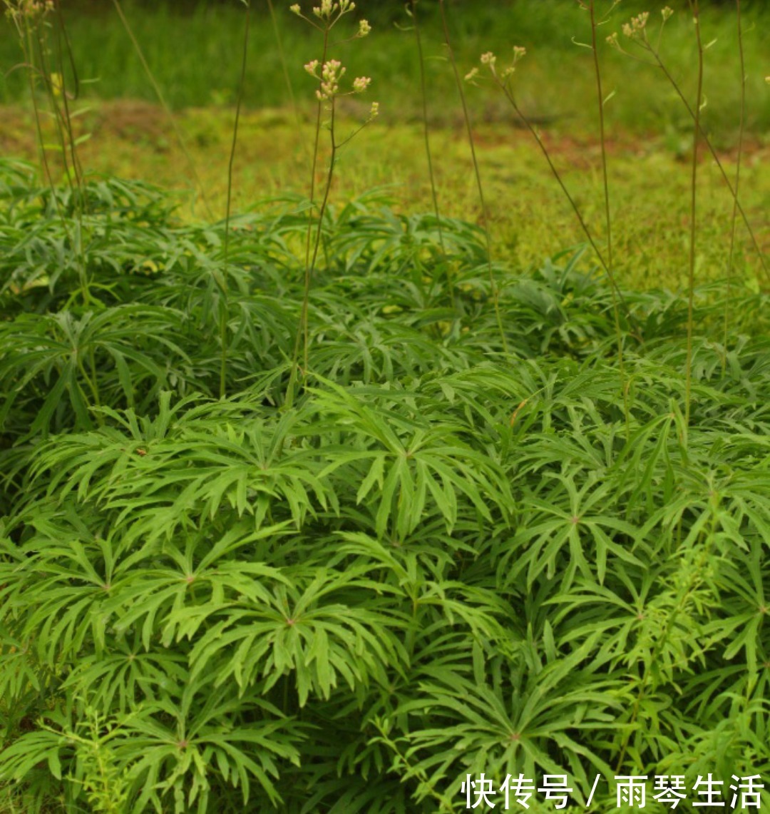 兔儿|农村路边的野草，人称“小鬼伞”，殊不知价值珍贵，遇见请珍惜