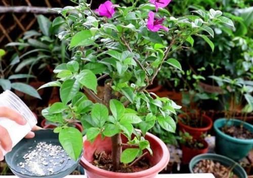 植株|冬天三角梅开完花,给它做好这几件事,休整好,来年才能开花更多