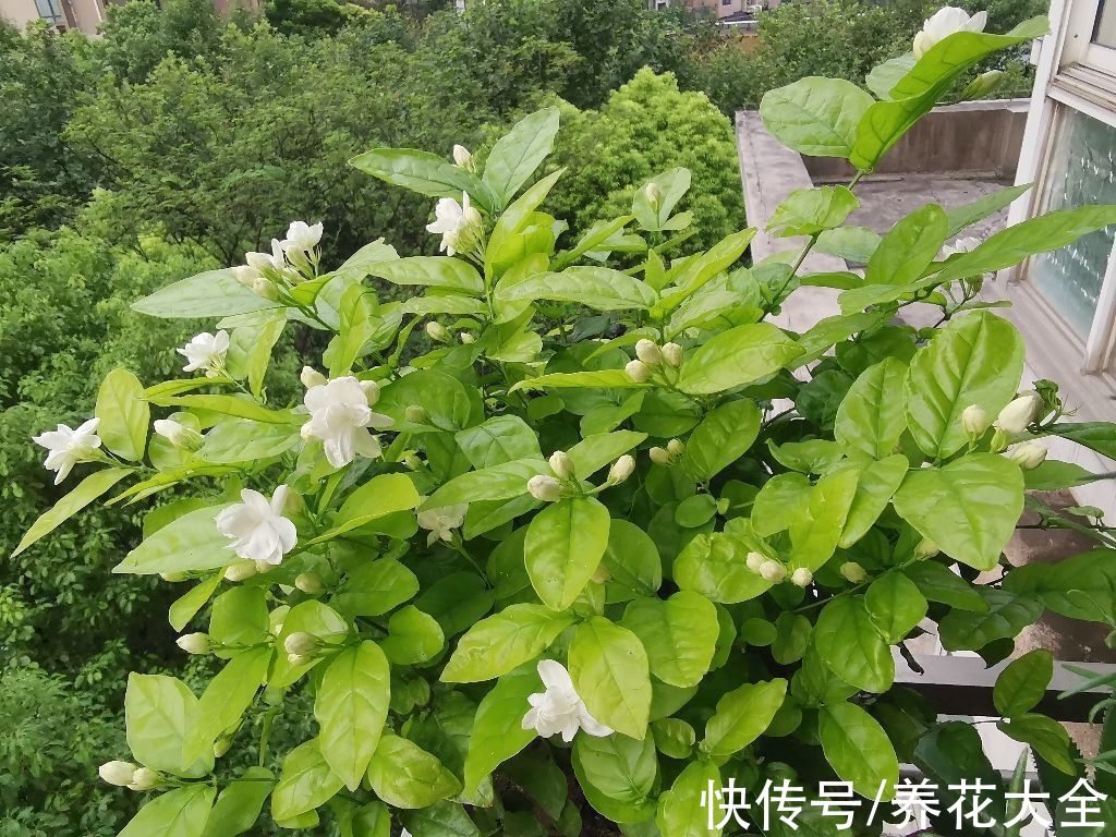 花花|冬天要多喝花茶，暖身子也养身子，关键是还不用花钱