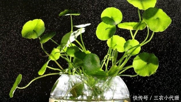 养殖|铜钱草秋天怎么养? 铜钱草秋季的养殖方法