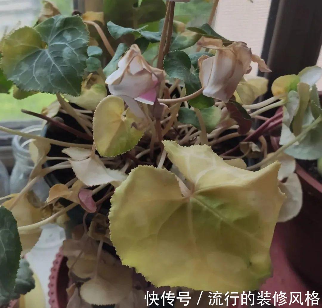 君子兰|8种花夏天不能买,买回来就死,白浪费钱