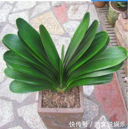 君子兰养半年没变化,爷爷只用一勺它,像打了鸡血般开花爆盆