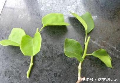 现在扦插此4种花,一周就长芽生根,一棵变多棵,成养花大户了