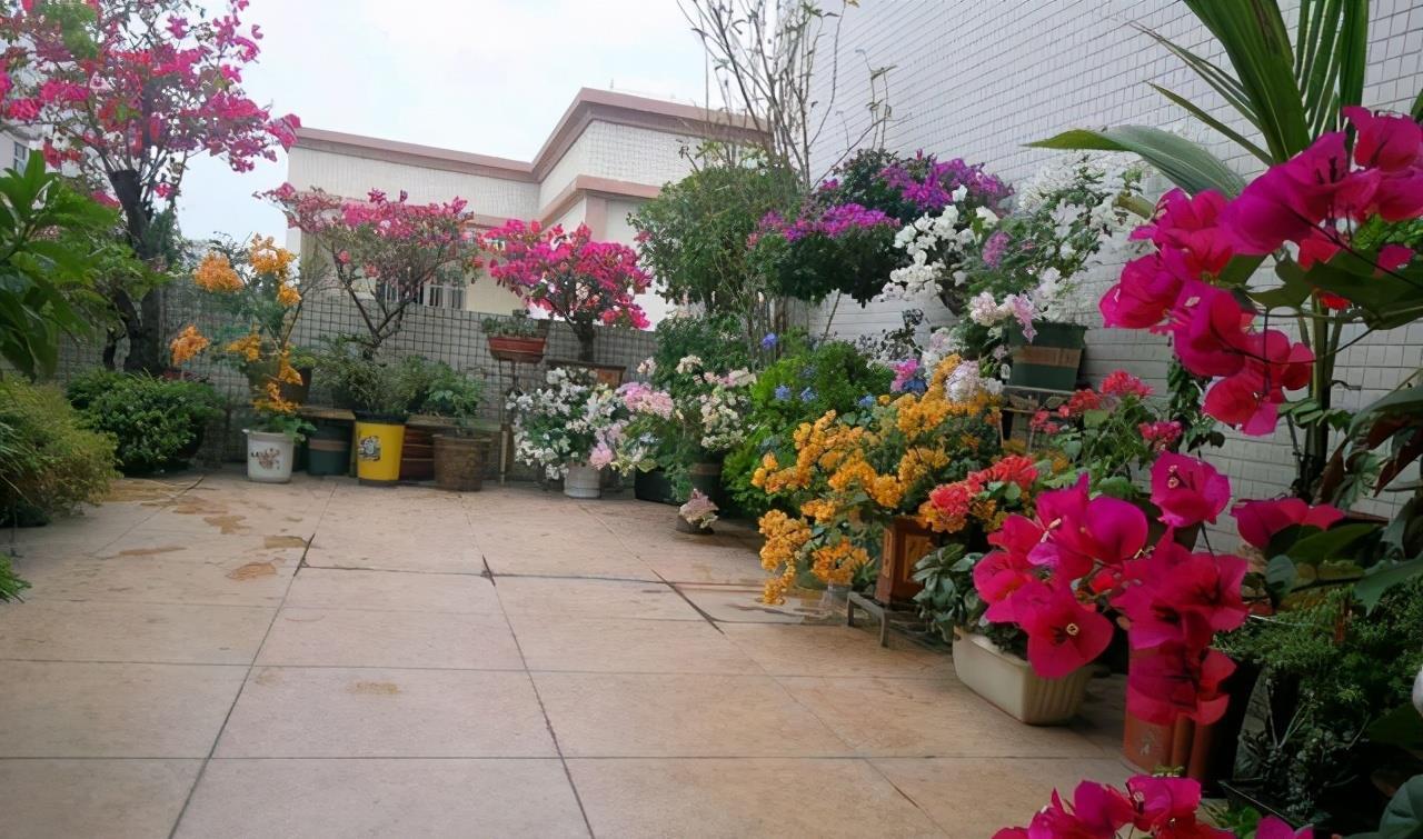 二月养三角梅,勤做“三动作”,撒欢长催新苞,当月绽放层叠群花