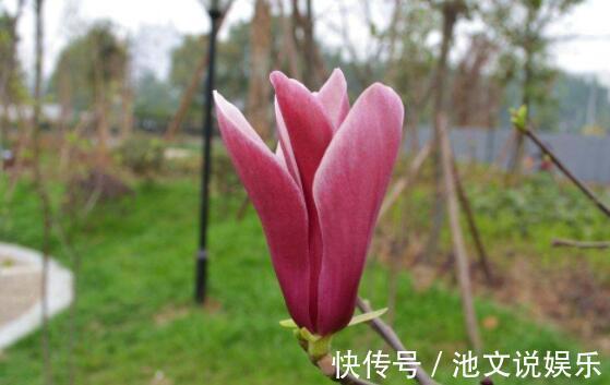 紫玉兰|9月就养这几款花,丢在庭院,全年都是小花园,花朵稠密惹人爱