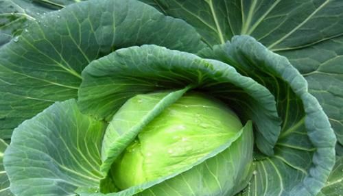 女人想抗衰老，常吃3种“天然雌激素”，帮你保养卵巢不早衰