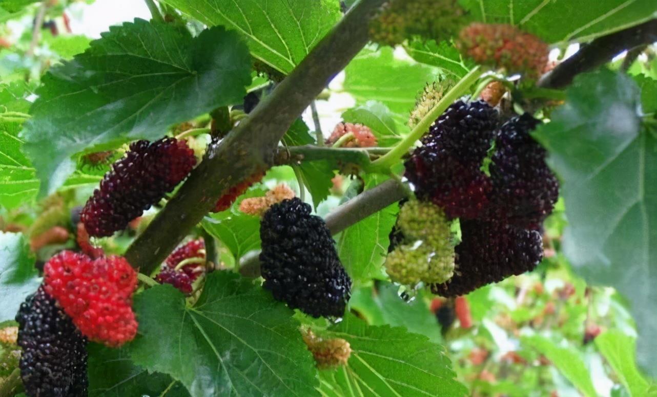 健康长寿|女性不想满脸皱纹，可以吃3种食物，减少皱纹，身体棒棒哒！