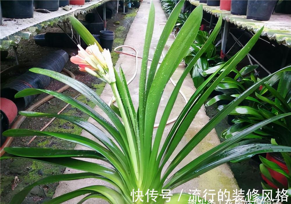 10月养君子兰，别忘记做“这些事”，要不今年“难”开花，莫忽视