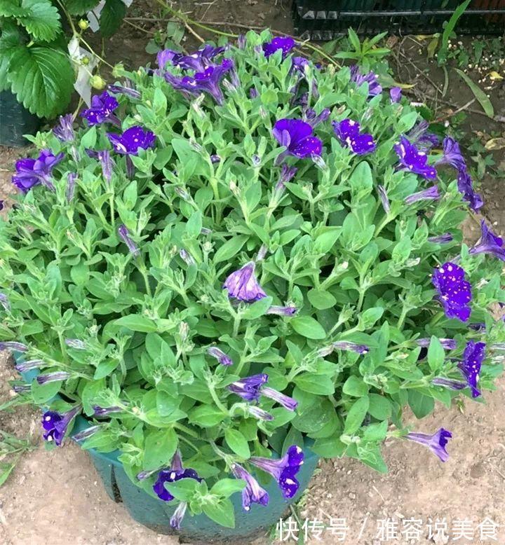 冬天|急性子养的6种花,长的快、爆花多,1盆能开大半年!