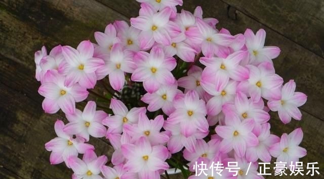 淋淋雨|7种花夏天爱淋雨,越淋长得越欢,多淋几次,肥料都省了