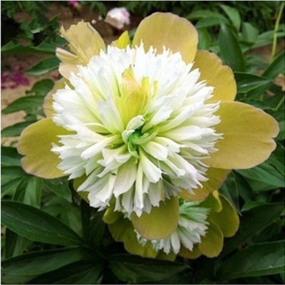 房子|无论房子有多大,6种盆栽要有,天再冷冻不死,满屋子飘香