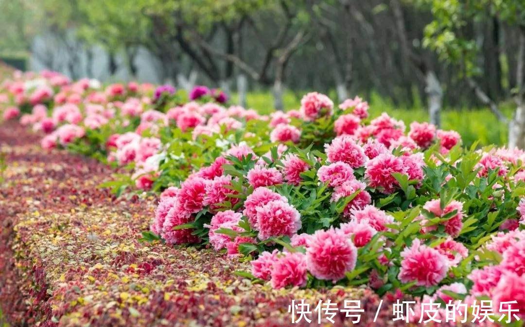 牡丹花|元旦前,“七种花”赶紧搬到阳台上冻一冻,生长茂盛,花苞呼呼冒