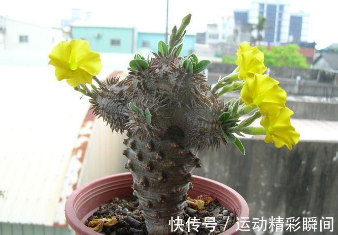 最昂贵的10种多肉,第一种价格高达600万,网友直呼买不起