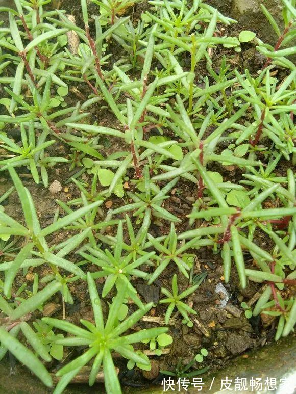 5种花快扦插,生根超快,1周长出大白根,新手也能插得活