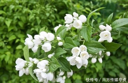 花市常见的3种花，再喜欢也别买，都是智商税，买了吃大亏！