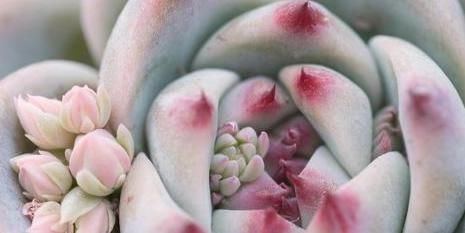 多肉开花就死剪除“花枝”先别扔,“整齐”插土里,继续爆小崽