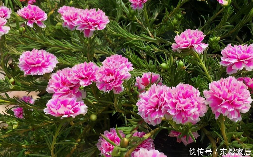 松叶牡丹|一种“泼辣花”,给点太阳就开花,一团杂草,开满“牡丹芍药”