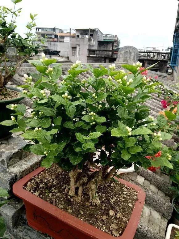 花钱买了大老桩,越养越不开花,试试这个方法,复壮开爆盆