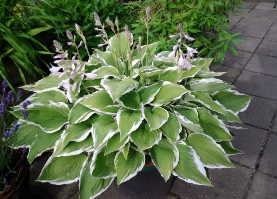 花园树荫底下种“3种花”，不怕光照弱，越大花越多，关键是耐寒