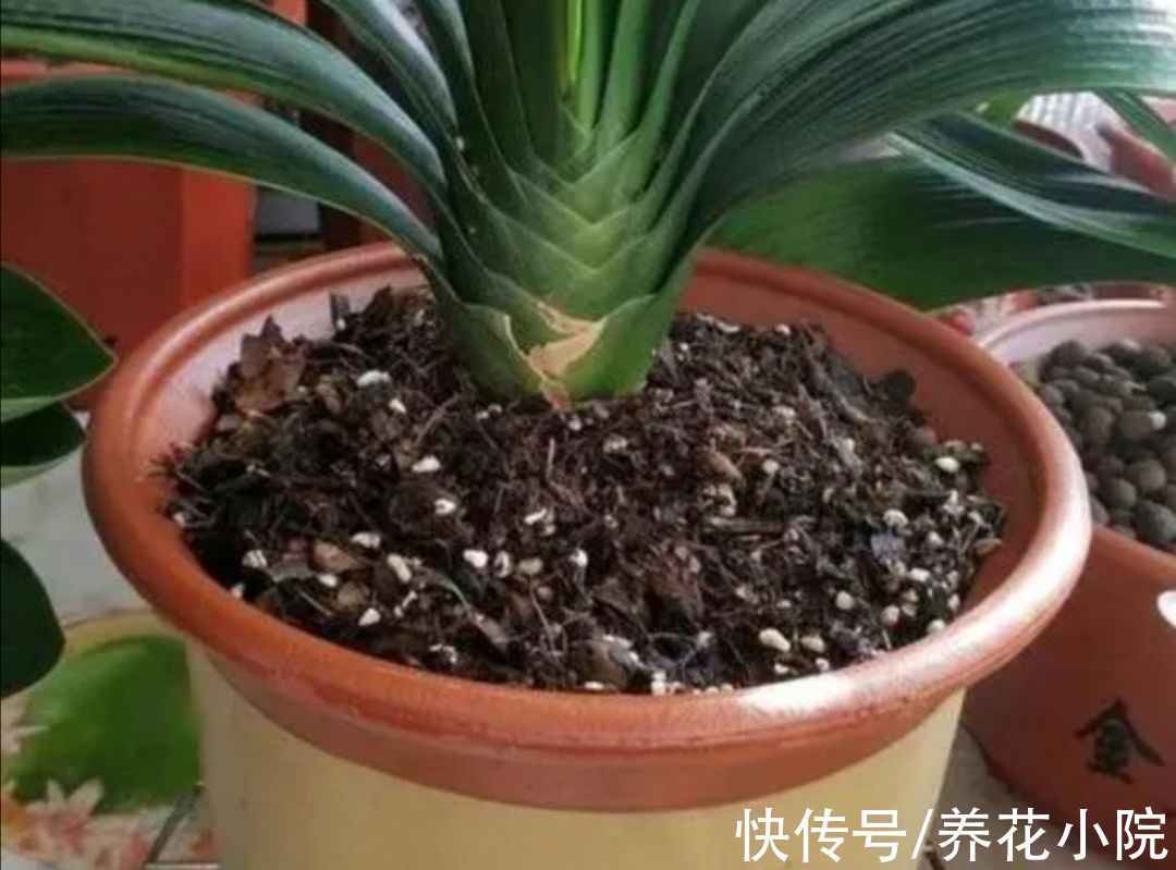 5种常见的“花卉植物”,总是出现烂根,原来问题出在浇水上