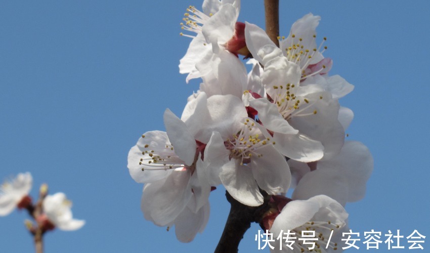 女人|“狐狸精”转世的三生肖,五官精致气质高雅,一生都不缺乏追求者