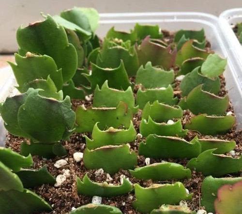 想要多养几盆蟹爪兰的扦插方法,成活率高,大家学会了吗