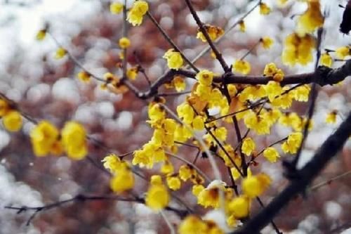 4种花超优秀的,四季都开花,花朵漂亮,养护简单