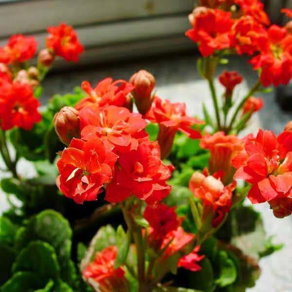 给花换盆、换土、切记2个“小关键”，不然可就白换了！