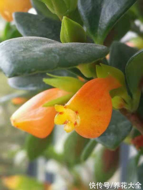 1种吊兰长得像“金鱼”,5个步骤学起来,养出满盆“可爱小金鱼”