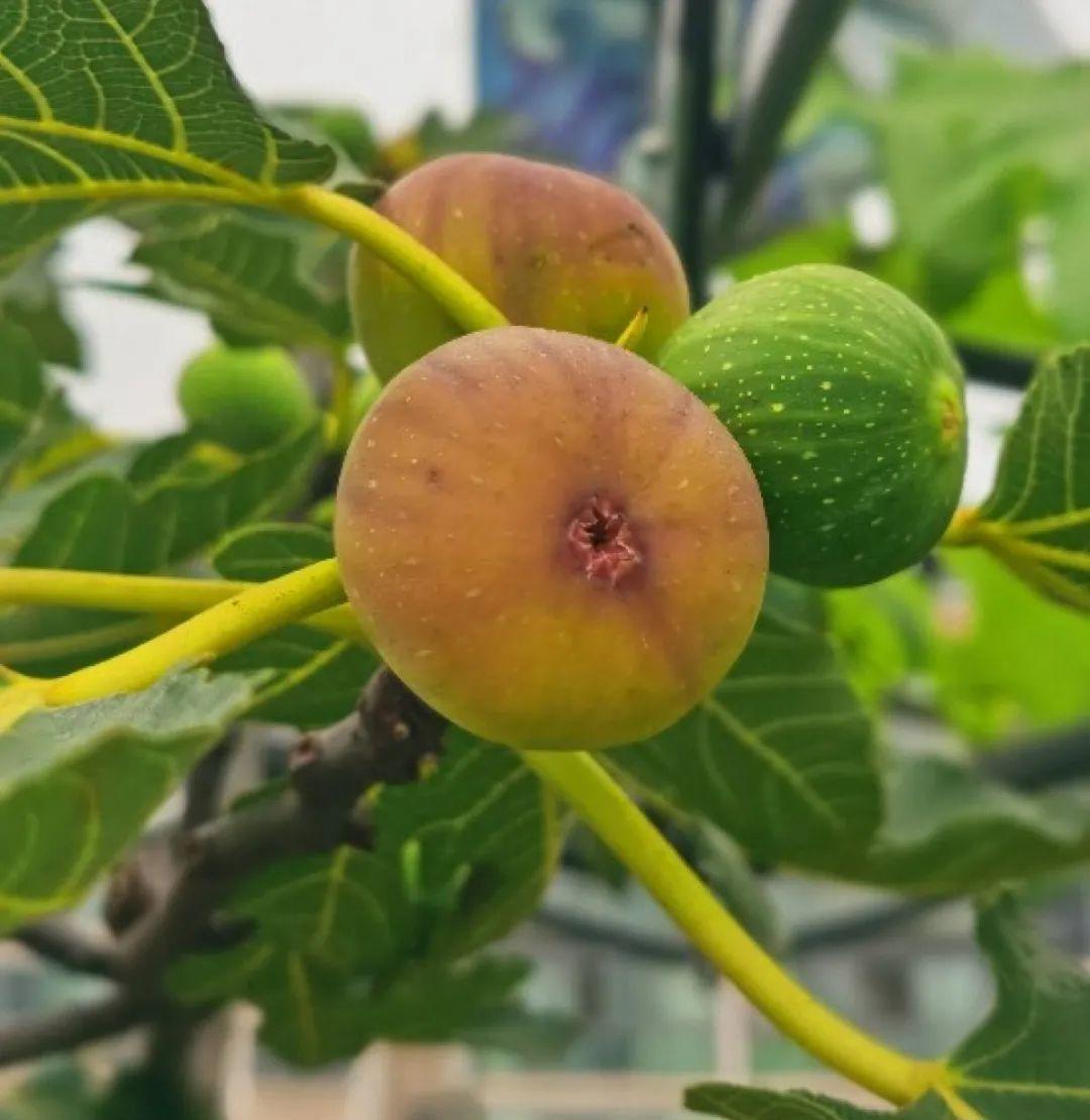 门口种了一棵花，竟被说是不吉利，怼回去：关你P事